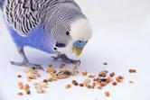 Co jedzą papugi? Przedstawiamy menu papug domowych
