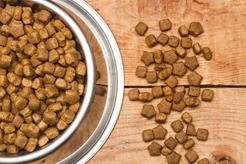 Jaka jest najlepsza sucha karma dla psa? Oto popularne produkty