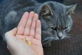 Tabletki na odrobaczenie kota - ceny, opinie, polecane preparaty