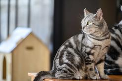 Kot amerykański krótkowłosy – opis, usposobienie, pielęgnacja, opinie