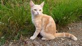 Kot jawajski – charakterystyka, usposobienie, wymagania, żywienie, choroby