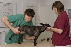 Dysplazja bioder u psa i kota - objawy, diagnostyka, leczenie, rokowania