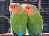 Papużki nierozłączki - opis, zdjęcia, żywienie, usposobienie, porady