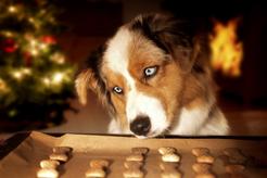 Ciastka dla psa – rodzaje, skład, cena, domowe przepisy