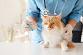 Jaka jest cena szczepienia kota? Poznaj cennik zalecanych szczepień