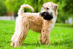 Irish soft coated wheaten terrier - opis, charakter, zdjęcia, opinie