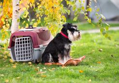 Transporter dla psa – rodzaje, producenci, ceny, porady praktyczne