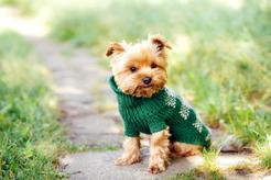 Sweter dla psa – rodzaje, ceny, opinie, samodzielne wykonanie