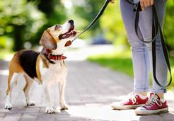 Linka treningowa dla psa – rodzaje, zastosowanie, opinie, porady