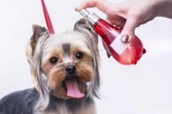 Perfumy dla psa – rodzaje, producenci, ceny, opinie