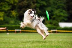 Frisbee dla psa – rodzaje, producenci, ceny, nauka korzystania