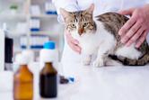 Nosówka u kotów - przyczyny, objawy, leczenie, powikłania, zapobieganie