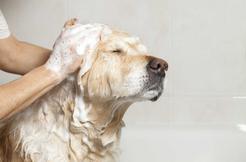 Szok! Ludzie nie kąpią swoich psów. Czy wiesz jak często kąpać psa?