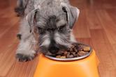 Dieta a rasa psa - czy istnieją szczególne zalecenia dla różnych ras?
