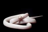 Wąż zbożowy blizzard - opis, odmiany, zdjęcia, hodowla, porady