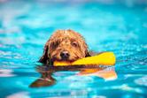 Jak nauczyć psa pływania? Wyjaśniamy krok po kroku