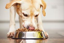 Jak wybrać najlepszą karmę dla psa?