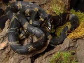 Wąż amurski - charakterystyka, występowanie, hodowla, rozmnażanie
