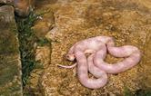 Wąż zbożowy albinos - opis, występowanie, hodowla, porady, ciekawostki