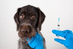Cennik szczepień psa. Prezentujemy ceny kompletu szczepień