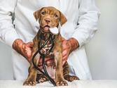 Czy pyralgina dla psa jest odpowiednim lekiem przeciwbólowym?