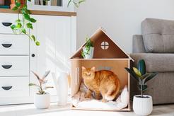 Domek dla kota – rodzaje, ceny, opinie, wybrane modele