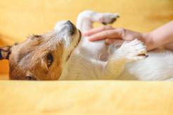 Co oznacza twardy brzuch u psa? Wyjaśniamy krok po kroku