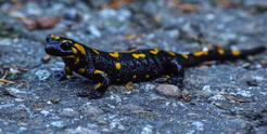 Salamandra plamista - charakterystyka, występowanie, zdjęcia, ciekawostki