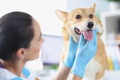 Niedoczynność tarczycy u psa - objawy, leczenie, porady