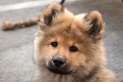 Eurasier (Eurasian dog) - pochodzenie, opis, usposobienie, wymagania