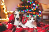 12 zasad bezpiecznych świąt z psem i kotem