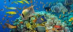Ryby głębinowe - gatunki, występowanie, opis, zdjęcia
