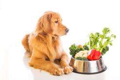 Warzywa i owoce w diecie psa – jak je podawać i przygotowywać?