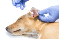 Jak czyścić psu uszy? Praktyczny poradnik czyszczenia uszu