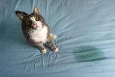 Dlaczego kot sika na łóżko? - przyczyny, sposoby oduczanie sikania, porady