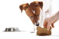 Wapń, fosfor i witamina D – fakty o bilansowaniu posiłków dla psa