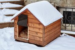 Pies mieszkający na podwórku - jak zadbać o niego zimą?