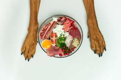 Dieta domowa dla psa – jak zbilansować posiłki dla pupila?