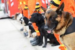 Pies ratownik - wyjaśniamy, jakie rasy psów sprawdzają się w roli ratowników