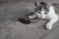 Czego kot oczekuje od nas, kiedy przynosi nam myszkę? Co kota zdaniem mamy z tym prezentem zrobić?