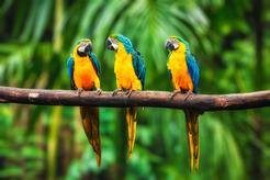 Papuga ara – charakterystyka, występowanie, hodowla, porady