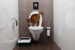 Czy można nauczyć kota załatwiania się do toalety?