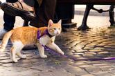 Jak nauczyć kota wychodzenia na spacer na smyczy?
