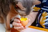Czy koty mogą jeść jajka? Przedstawiamy opinię behawiorysty