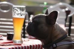 Pies i alkohol – zabójcza kombinacja – zobacz, jak szkodzi