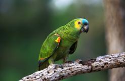 Papuga amazonka – informacje, wymagania, charakter, hodowla