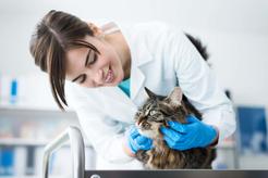 Czym jest migotka u kota i czy wymaga leczenia? Porady weterynarza