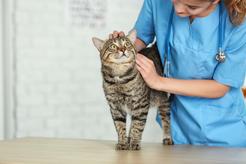 Choroby oczu u kota - rodzaje, opis, leczenie, profilaktyka, porady