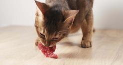 Czy kot musi jeść mięso?
