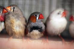 TOP 5 cichych ptaków do hodowli domowej. Oto popularne gatunki
